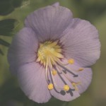 Jacobsladder - Bloem - Wikipedia